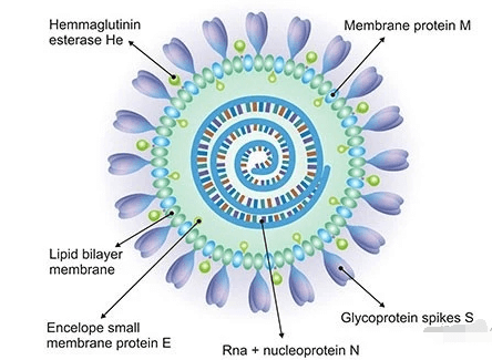 SARS-CoV-2（新冠病毒）.png