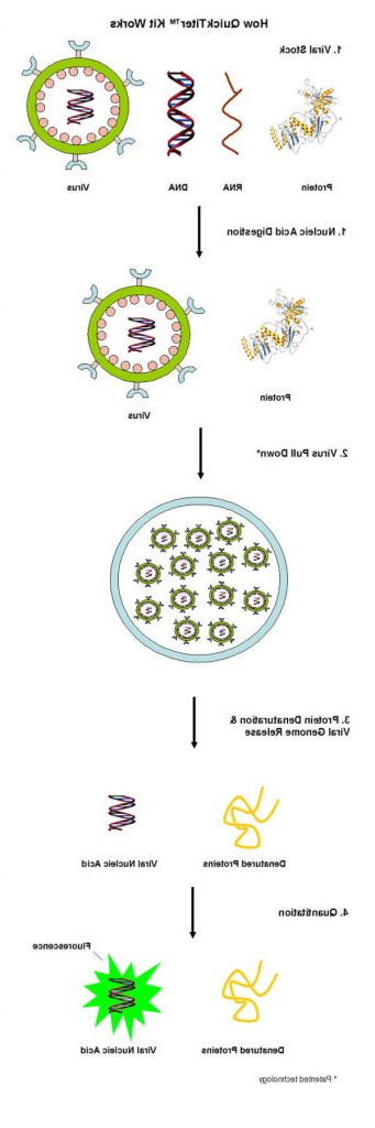 逆转录病毒（Retrovirus）滴度快速检测试剂盒原理.jpg