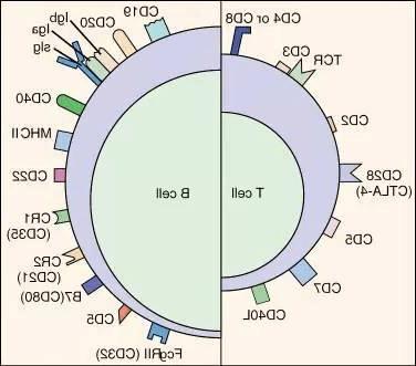 CD3蛋白质复合物.png