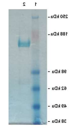 纯化的重组Cas9蛋白.png