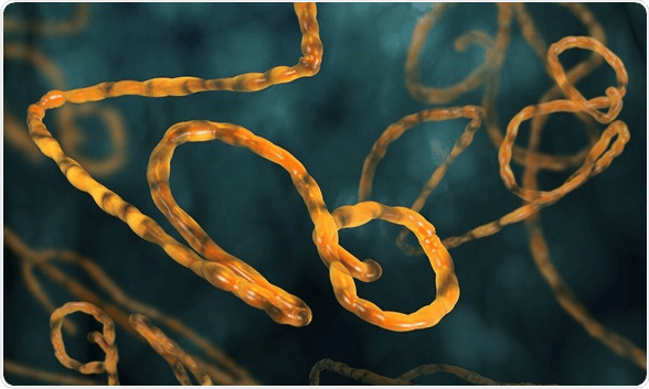 埃博拉病毒.png
