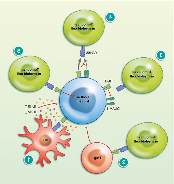 T细胞和自然杀伤细胞（NK细胞）共有的抑制性受体