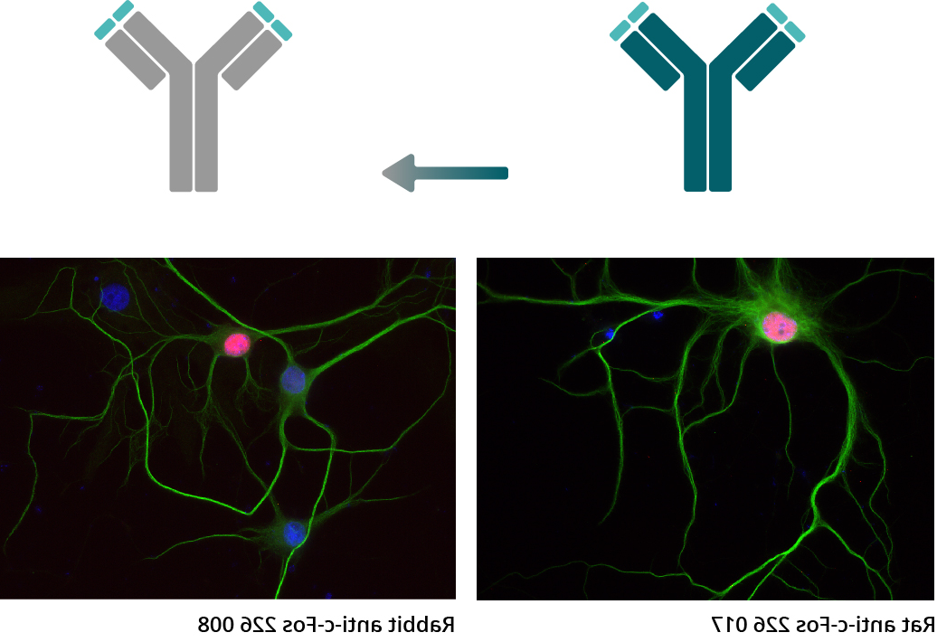 ICC 神经元sysy嵌合重组抗体