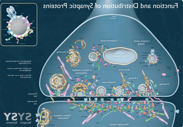 synaptic-proteins.png